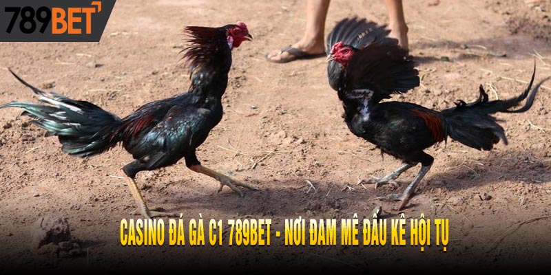 Casino Đá Gà C1 Lý Tưởng, Cho Trải Nghiệm Đỉnh Cao