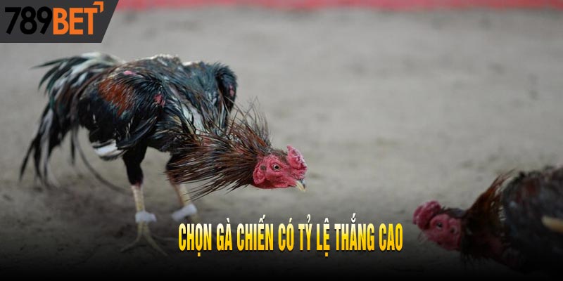 Bật Mí Top 5 Mẹo Chơi Đá Gà Trực Tuyến Thắng Lớn Liên Tiếp